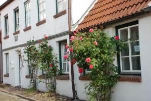 Rosenberankte und verkehrsberuhigt heißt das Haus sie willkommen. / Ferienwohnung "Altstadtidyll -Gartenidyll" in Husum / Nordsee