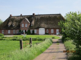 Das Reetgedeckte Haus befindet sich auf einer Warft in ruhiger Lage / Ferienwohnung "Haus lütje wehr" in Hattstedtermarsch