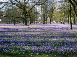 Wir haben es Mönchen im 15. Jahrhundert zu verdanken, dass der Schlosspark im Frühjahr sein "lila Kleid" ausbreitet. Es ist jedes Jahr ein großes Ereignis und ein einmaliger Anblick. / Ferienwohnung "Rödemis" in Husum