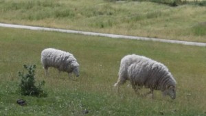 Unsere Schafe / Ferienwohnung "Wehlenhoff (I)          am Deich" in Husum