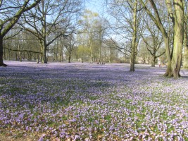 Krokussblüte im Husumer Schlosspark / Ferienwohnung "Ferienwohnung Holt" in Husum