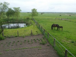 Ausblick nach hinten / Ferienwohnung "Kleiner Onkel" in Hattstedtermarsch