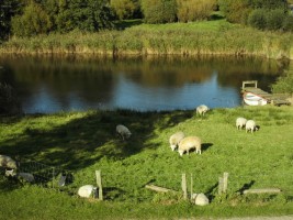 Auf unserer Wehle kann man auch mit dem Boot paddeln / Ferienwohnung "Wehlenhoff (I)          am Deich" in Husum