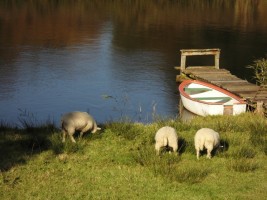 Auf unserer Wehle kann man auch mit dem Boot paddeln / Ferienwohnung "Wehlenhoff (II)  am Deich" in Husum-Schobüll