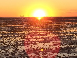 Wattwanderung in den Sonnenuntergang / Ferienhaus "Muschelsucher 2" in Nordstrand-Norderhafen