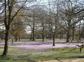 die Krokusblüte im Husumer Schlosspark / Ferienwohnung "Urlaub-schön und apart" in Husum