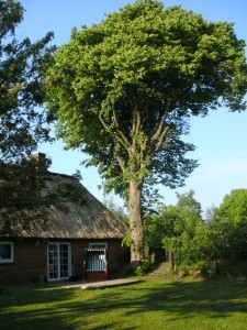  / Ferienhaus "Reetdachhaus SeeHund" in Wobbenbüll